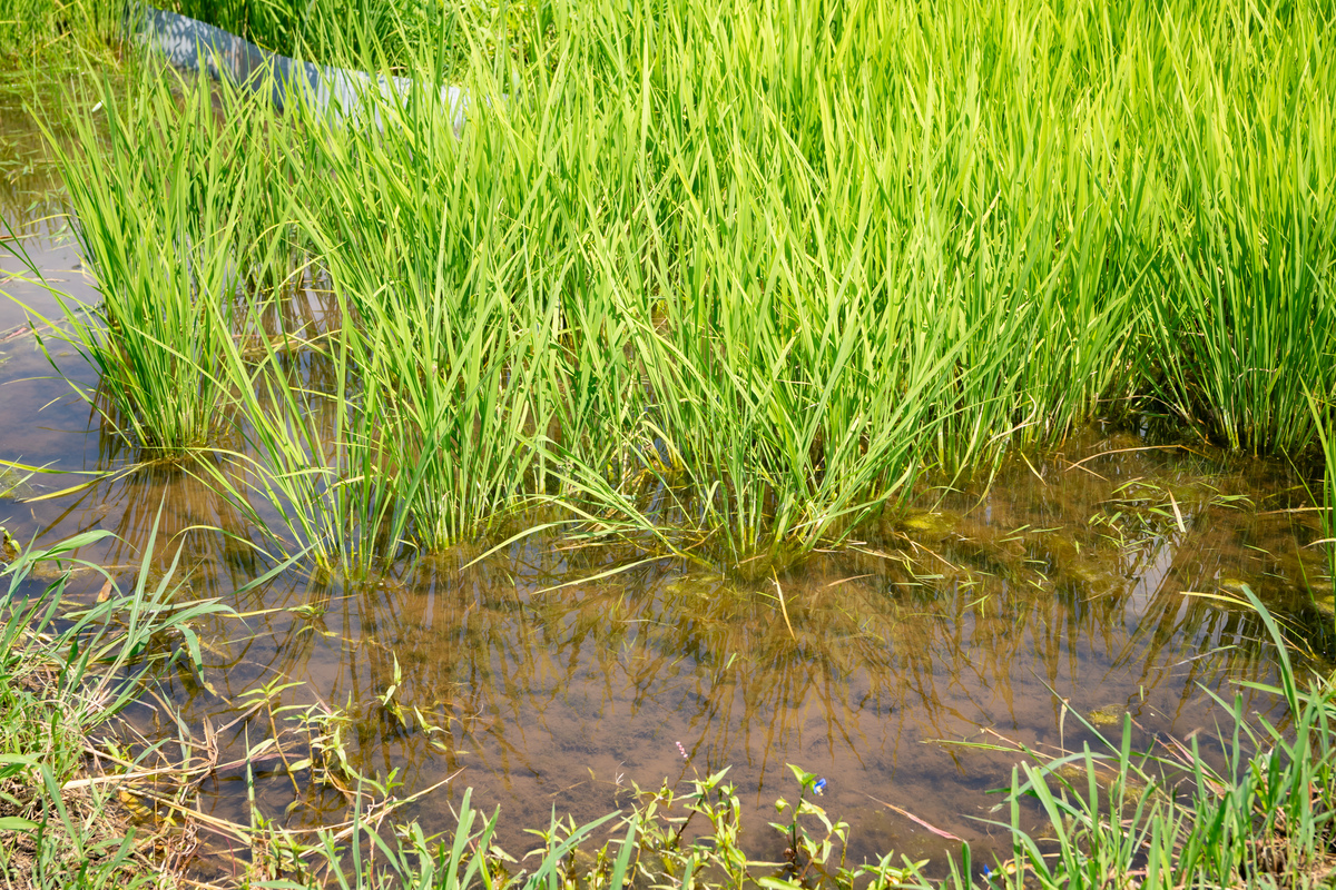 農業・生態系保全ユニット イメージ3