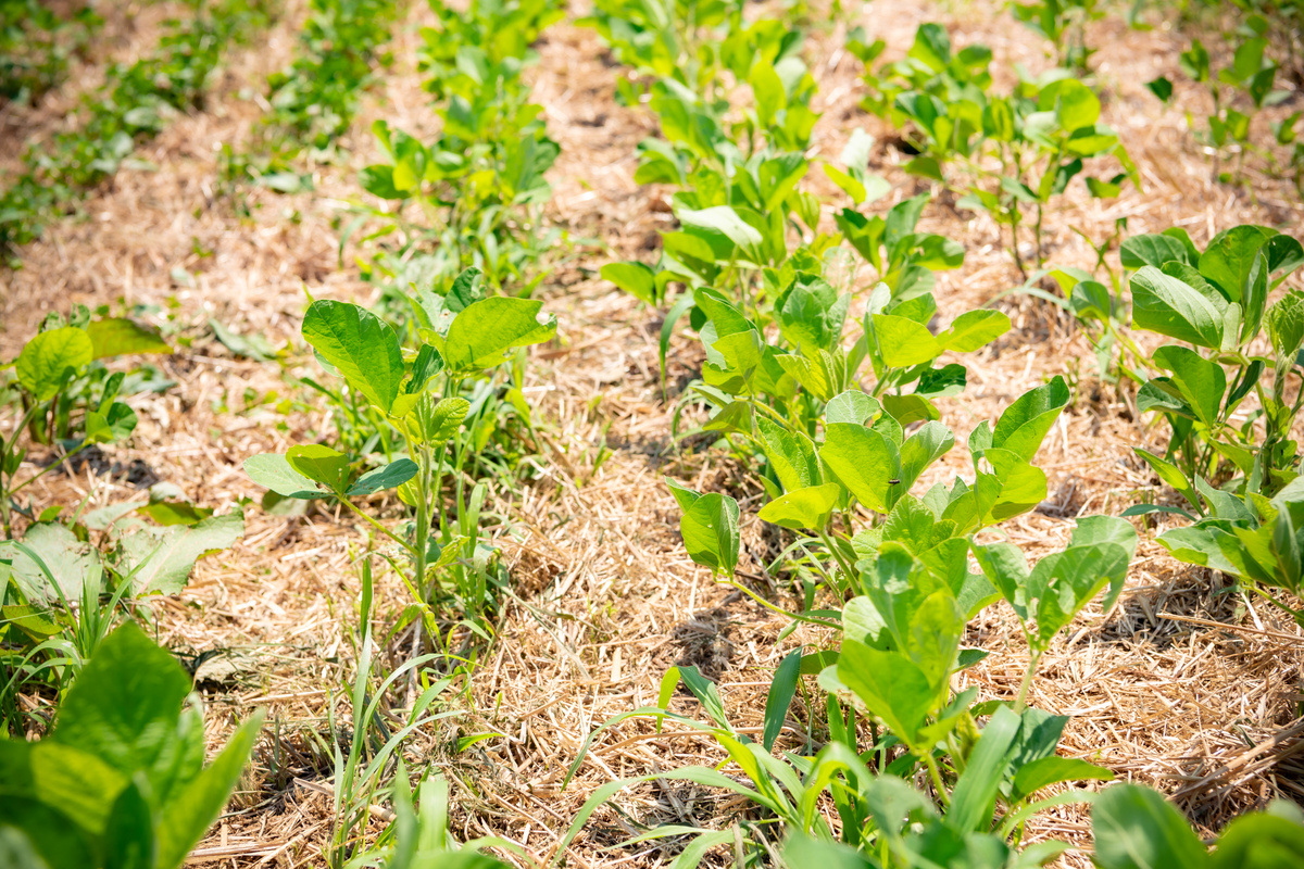 農業・生態系保全ユニット イメージ6